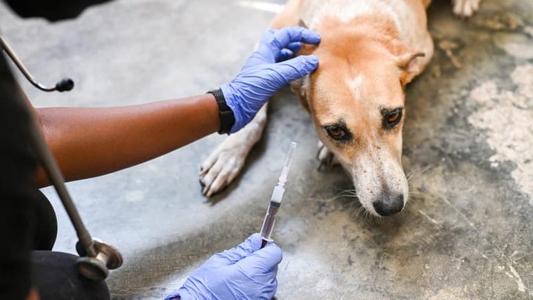 How close is India to the ‘Zero by 30’ rabies goal?