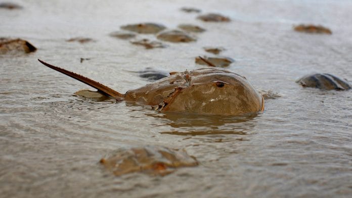 Atlantic Horseshoe crabs in a tidal pool along Pickering Beach, a national horseshoe crab sanctuary near Little Creek, Delaware, May 20, 2008. REUTERS/Mike Segar/File Photo