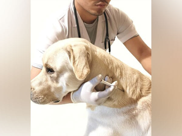 Revolutionizing Livestock Tech: ID Tech Solutions Earns Prestigious ICAR Certification for Cutting-Edge RFID Injectable Transponders