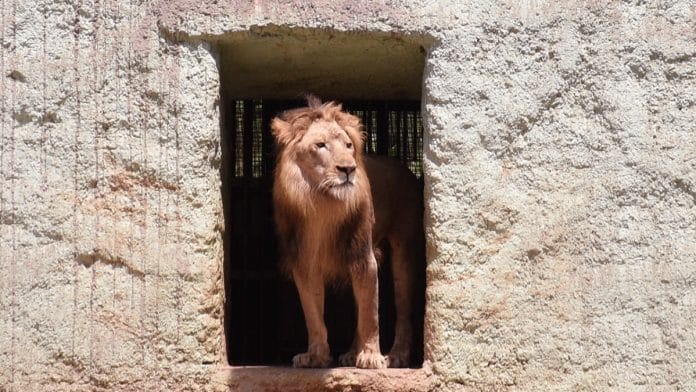 International Big Cat Alliance is coalition of '96 big cat range countries' | Representational image | ANI