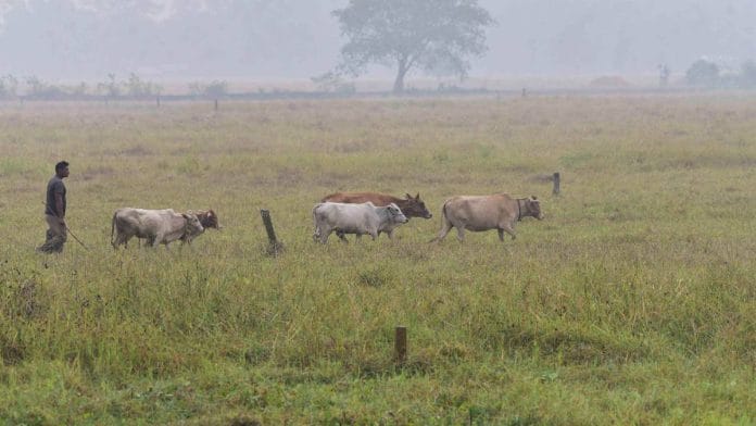 A farmer walks his cattle through a paddy field | Photo: ANI