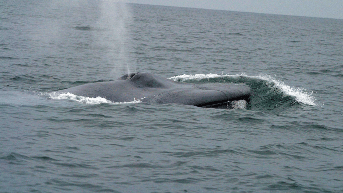 Bow of a Blue whale | Commons