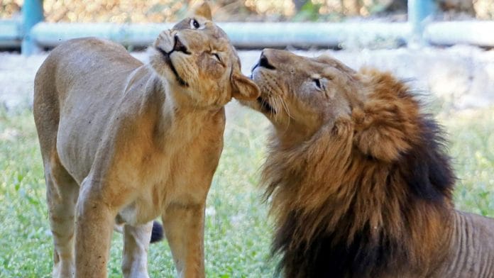 The forest official’s suspension only accords legitimacy to a frivolous issue already dragged too long by a case in the high court. | Representational Image | ANI