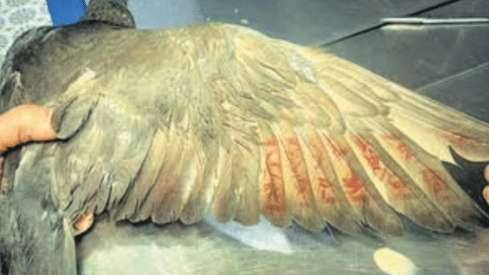 Markings on 'Chinese spy' pigeon found at Pir Pau pier | By special arrangement
