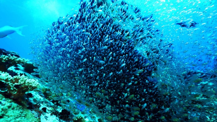 The ocean receives little attention, despite its monumental role in our lives. | OceanX