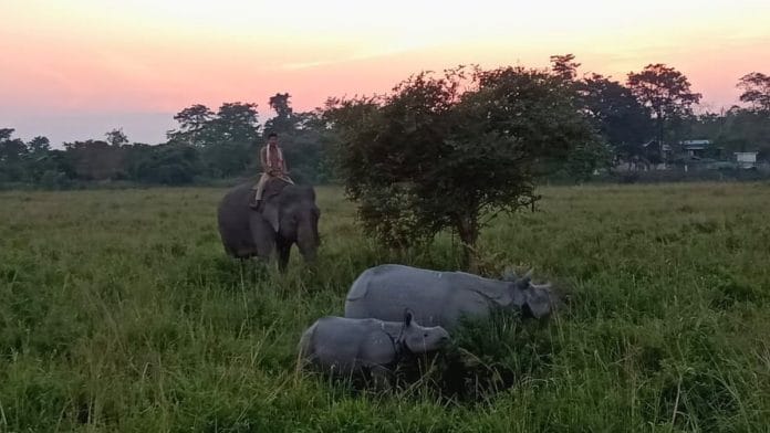 rhinos at pobitora