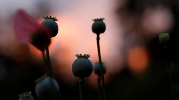 Concern sparks over as Afghanistan emerges as hub of narcotics production