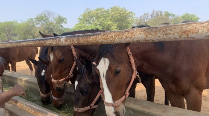 A group of horses drinking water at the stud farm | Antara Baruah | ThePrint