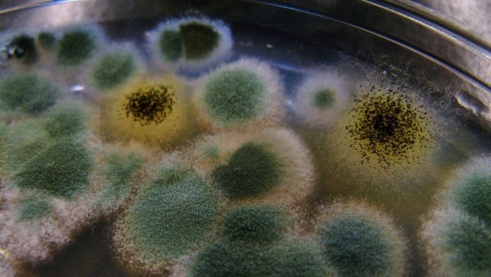 Penicillin G is produced by fermentation of Penicillium chrysogenum | Representational image | flickr