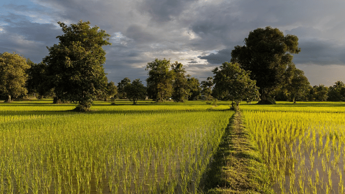 Green paddy fields | Representative image | Commons