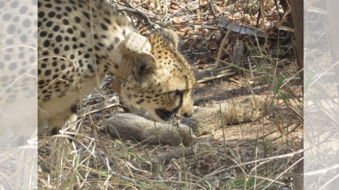 Female cheetah Gamini brought from Tswalu Kalahari Reserve, South Africa, gives birth to 5 cubs | Union Minister Bhupender Yadav | X/(formerly Twitter)