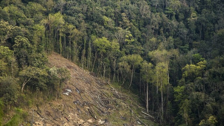 One solution for challenges to India’s agrifood systems — safeguard forests better