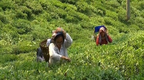 As tea industry sinks, Darjeeling looking for alternate sources of income