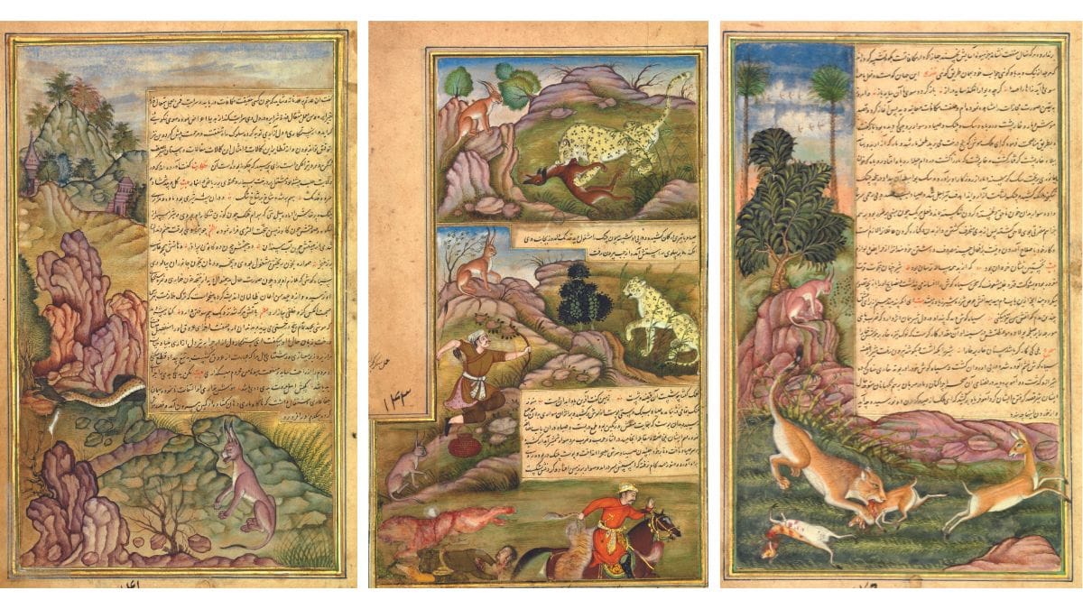 The Story of the Peaceful Minded Caracal, Agra ca. 1595-1600Illustrated scenes from the story of the peaceful minded Caracal from a manuscript of the Anvar-i-Suhayli composed by Ustad Hussain Vai’z Kashifi. This is one of the few adapted stories where the Caracal is not portrayed as cunning or malevolent, but rather as a beacon of morality. The first miniature is painted by Asi in Agra. The second miniature is painted by Nandram Gwaliori and inscribed by Shankar Gujarati in Agra. The artist is unknown for the third. Credit: The Chester Beatty, IN O.464, IN O.463 and IN O.465 (Left to Right)