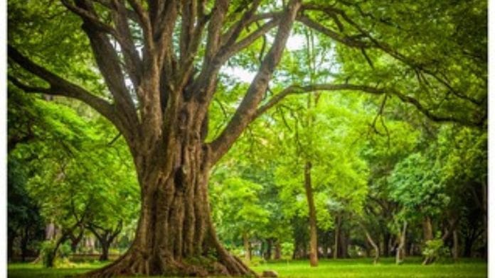 Representational image | Flickr