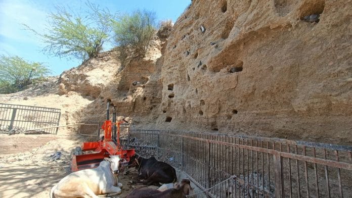 Cattle tied to the fencing of the mound at Rakhigarhi | Photo: Krishan Murari/ThePrint