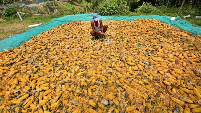 Maize is now considered by both the government and industry as an important source of feed for ethanol. | ANI