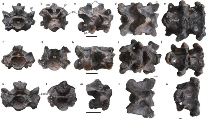 Anterior trunk vertebrae of Vasuki indicus | Pic courtesy: Nature