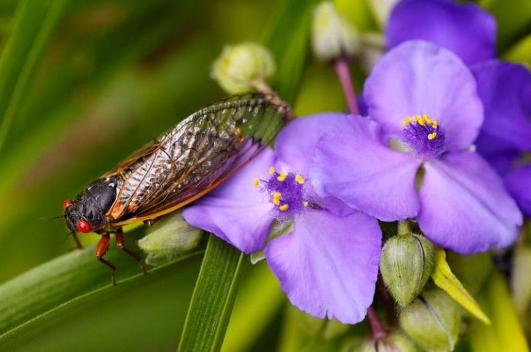 Wide swath of US will get buggy as two cicada broods intrude