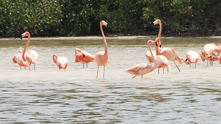 East Africa’s rising ‘soda lakes’ are threatening its iconic pink flamingos