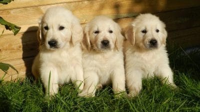 Golden Retriever, pets
