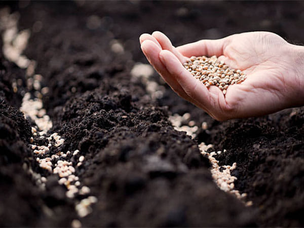 Robust Intellectual Property Rights environment needed for seed industry: Experts 