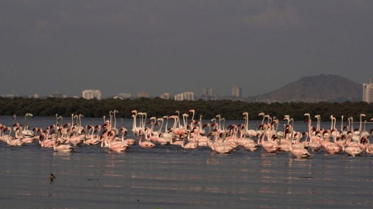 600 flamingo chicks ringed in Spain, ready for a migration that could end in India