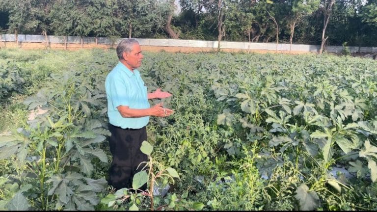Smitten by MasterChef, Delhi is buying Chinese cabbage, lemongrass from neighbourhood farms