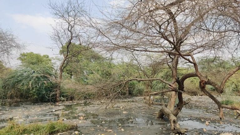 Delhi wetlands going extinct. To be found in govt files only