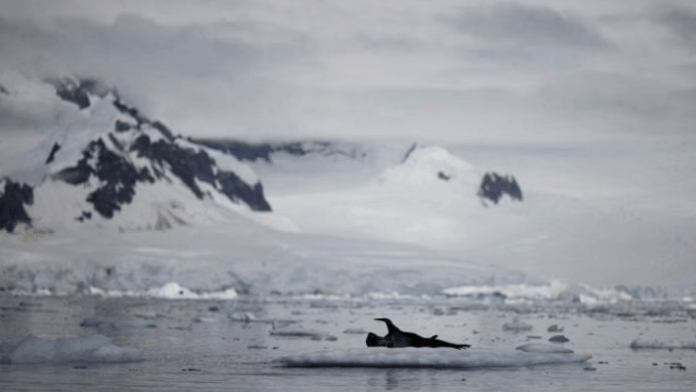 A seal rests on ice floating near Fournier Bay, Antarctica | Reuters/Ueslei Marcelino/File Photo