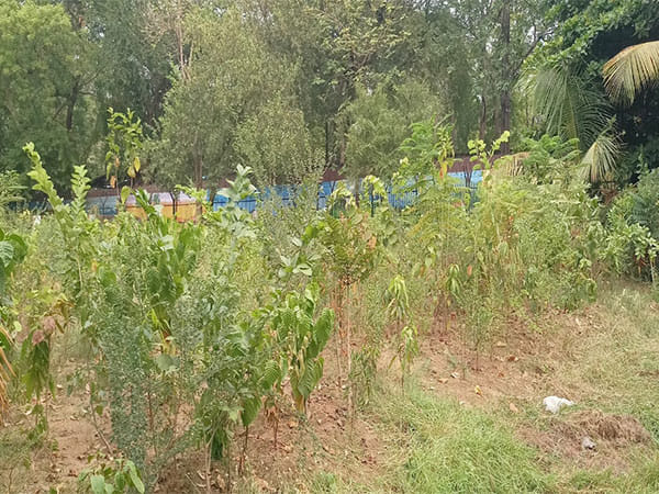 Youth group develops mini-forest with Japanese Miyawaki method in Raipur