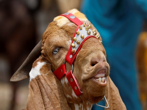Pak man arrested for selling sacrificial goat with plastic teeth