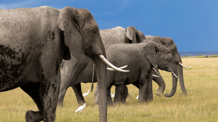 Elephants at the Amboseli National Park in Kajiado County, Kenya, REUTERS/Monicah Mwangi/File Photo