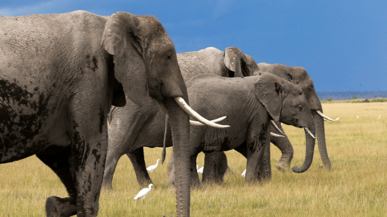 4 charts show how organised crime threatens world’s ecosystems, wildlife