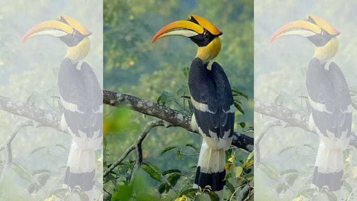 The Great Hornbill | Source: Wikimedia Commons