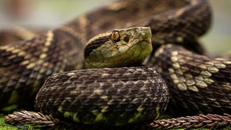 A Brazilian biologist stepped on pit vipers 40,000 times. What ‘daring feet’ revealed about snakebites