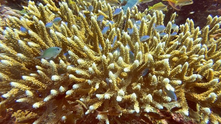 Coral bleachings devastate Bali reefs as sea temperatures rise