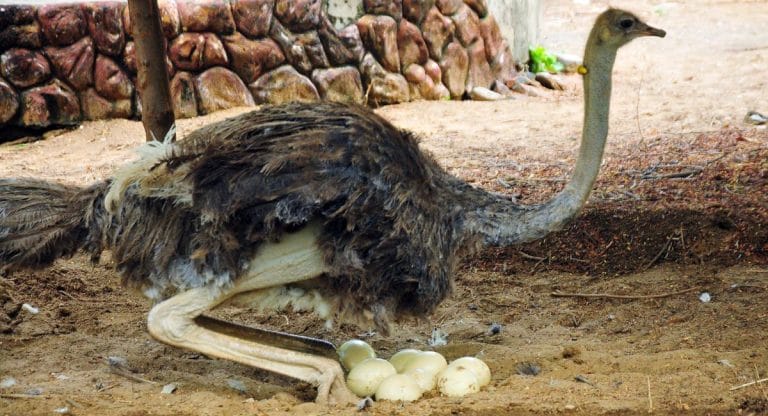 Natives of Africa, ostriches once made India their home. Oldest nest in Andhra is further proof