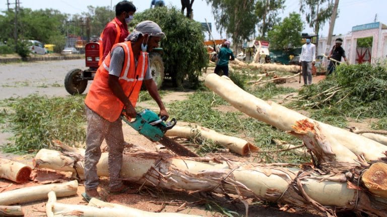 NGT orders Delhi Forest Dept to compile 5-yr data on illegal tree felling—‘sorry state’
