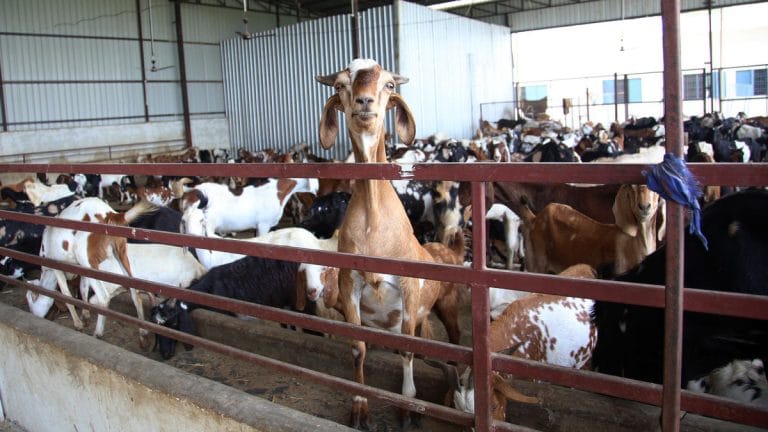 Old Delhi’s Bakrid goats are living king-size in UP. Morning gargle, sprinklers, big meals