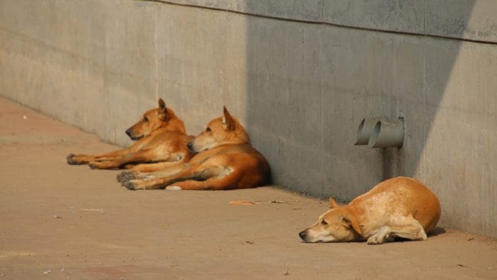 Representational image | Flickr