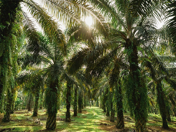 'The Stories of Palm Oil' a 5-part documentary series launched