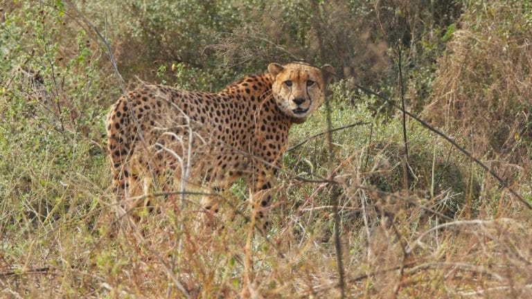 Nauradehi to be cheetahs’ new home in MP. It’s preparing by expanding prey base, relocating villages