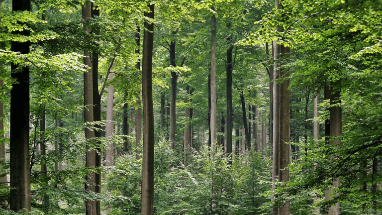 A third of India’s GDP comes from nature. Time to invest in climate solutions