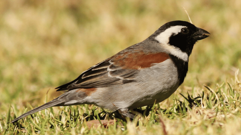 Birds in Kenya are disappearing at a worrying rate due to changes in land use