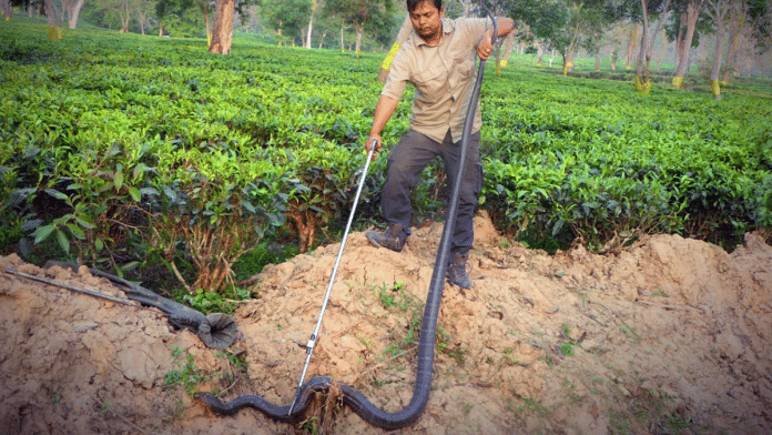 File photo of a King cobra, one of the most venomous snakes, being rescued from the a tea garden in Assam | ANI