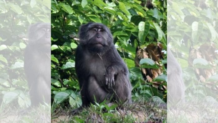 File photo of the Nicobar Long-tailed Macaque | Commons
