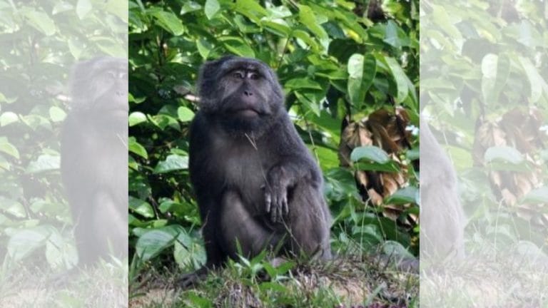 Great Nicobar Project threatens local macaques. They’re revered as monkeys from Ramayana