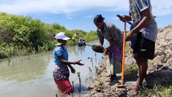 Mangrove planting