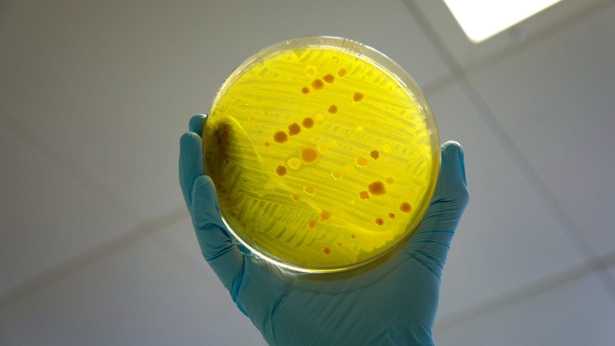 Does climate change worsen antimicrobial resistance? Lancet study says there’s correlation
